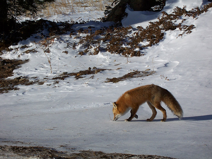 red fox in snow