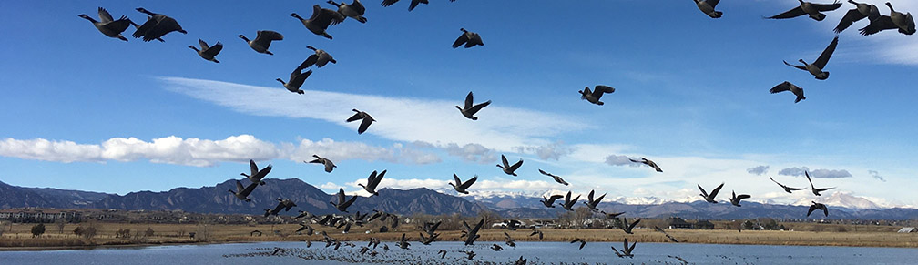 Geese over lake