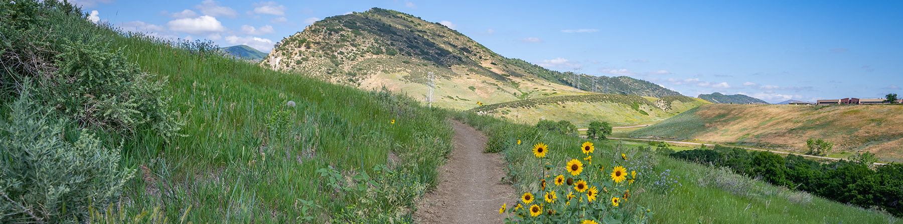 trail in summer